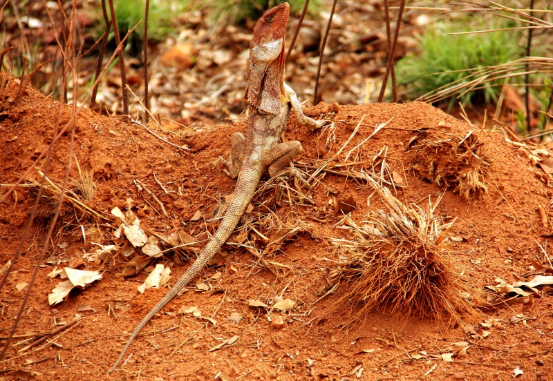 frilled neck lizard