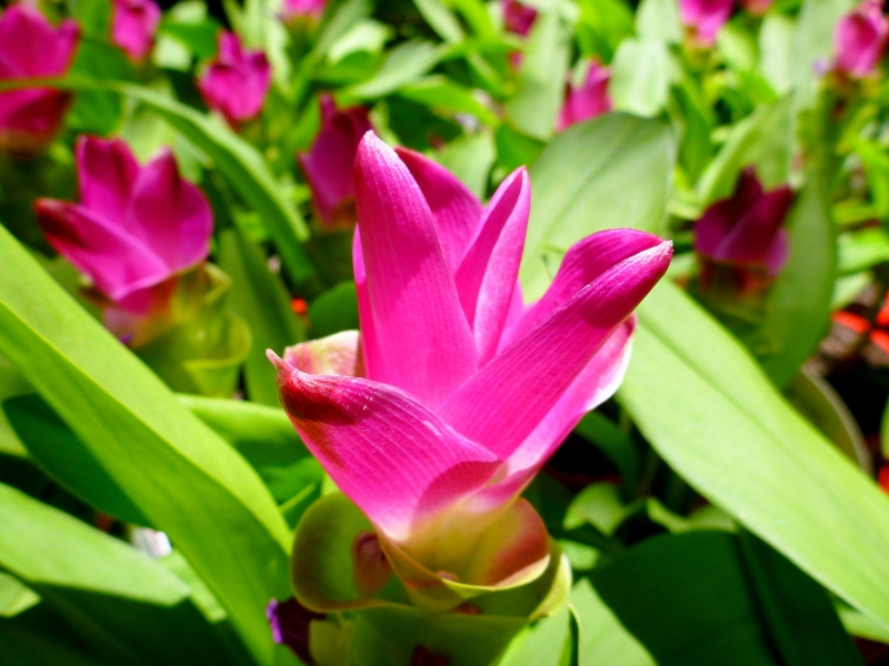 Ginger festival ginger flower