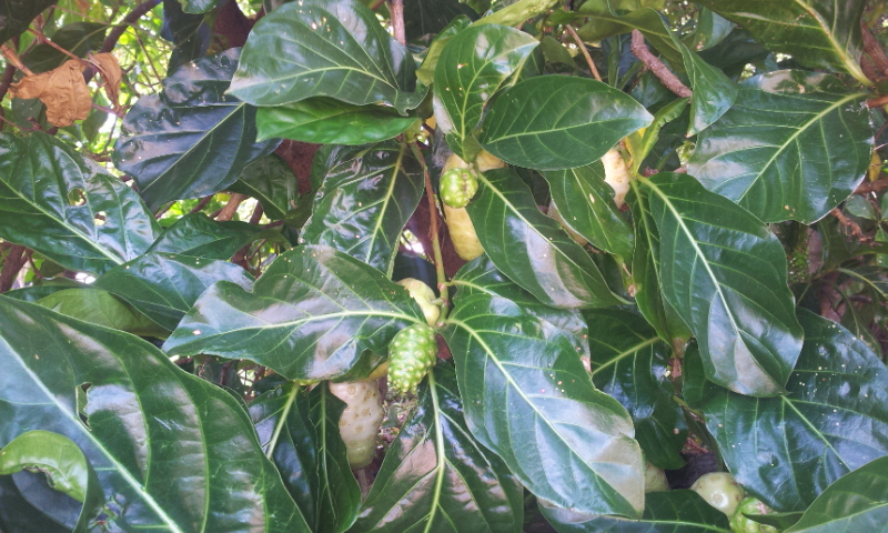 Great Morinda Leaves