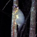Possum camping near Yandina