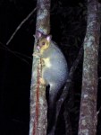 Possum camping near Yandina