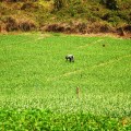 garlic field in thailand