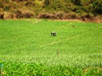 garlic field in thailand
