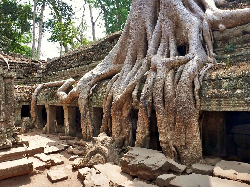 angkor wat tree