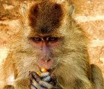 monkey near wat tham sua