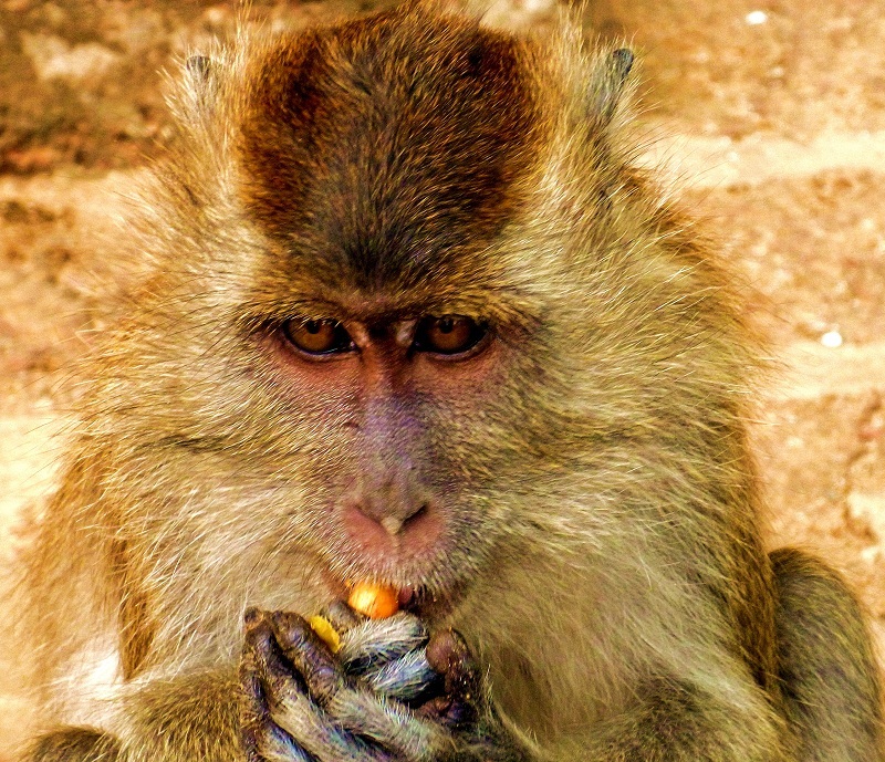 monkey near wat tham sua