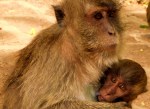 monkey with baby