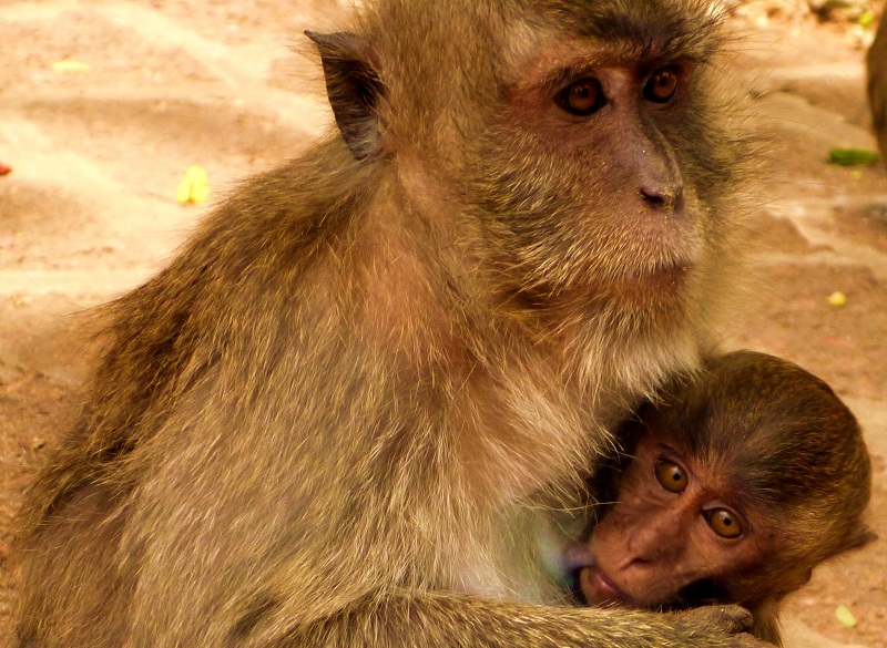 monkey with baby