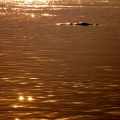 Irrawaddy dolphin on mekong