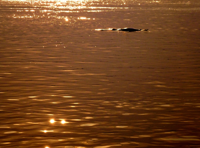 Irrawaddy dolphin on mekong