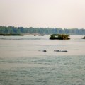 Irrawaddy dolphin on mekong