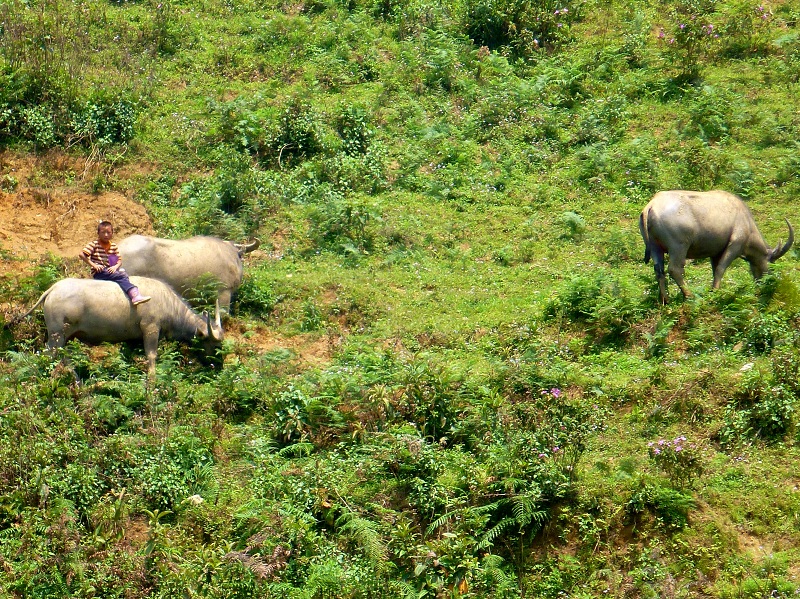 boy on buffalo vietnam highlands