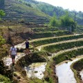 crossing terraced paddy fields in northern vietnam