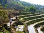 crossing terraced paddy fields in northern vietnam