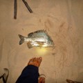 bream caught at mutee head