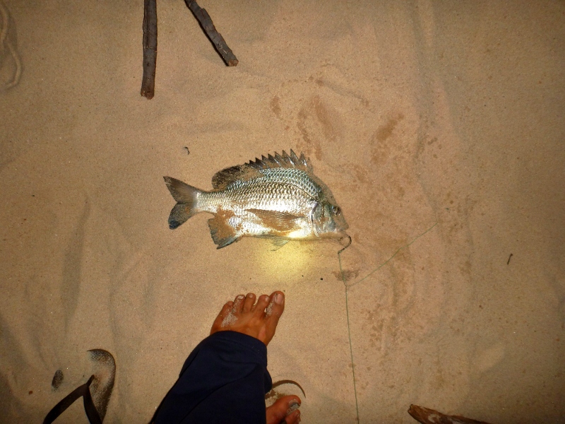bream caught at mutee head
