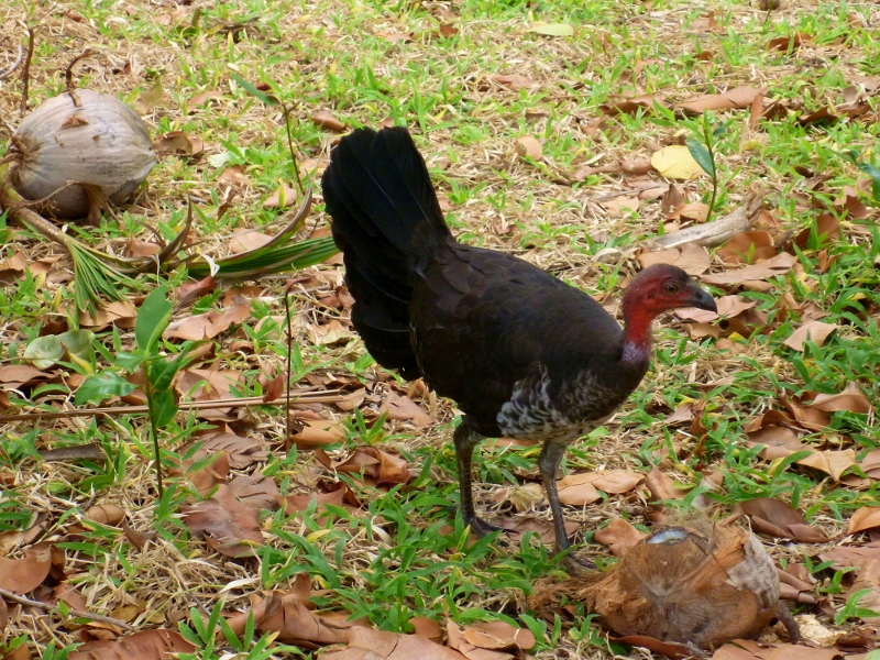 bush turkey at chili beach