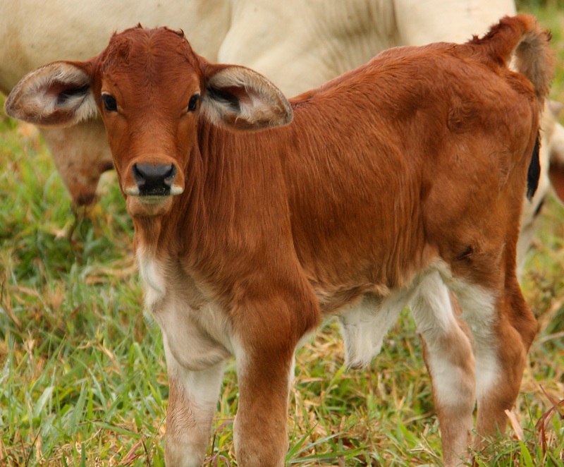 calf on creb track