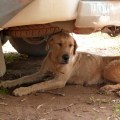 camp dog relaxing under the hilux