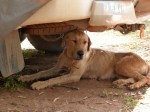 camp dog relaxing under the hilux