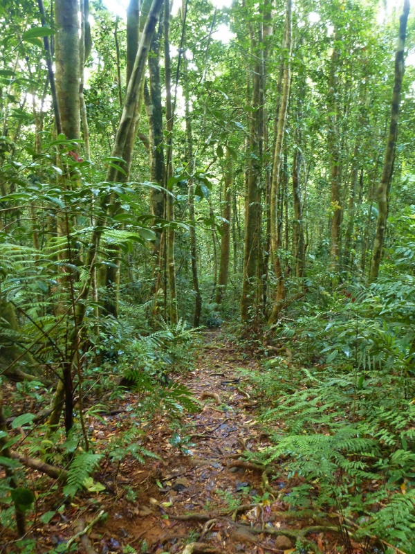 Climbing Trail Mt Bartle Frere
