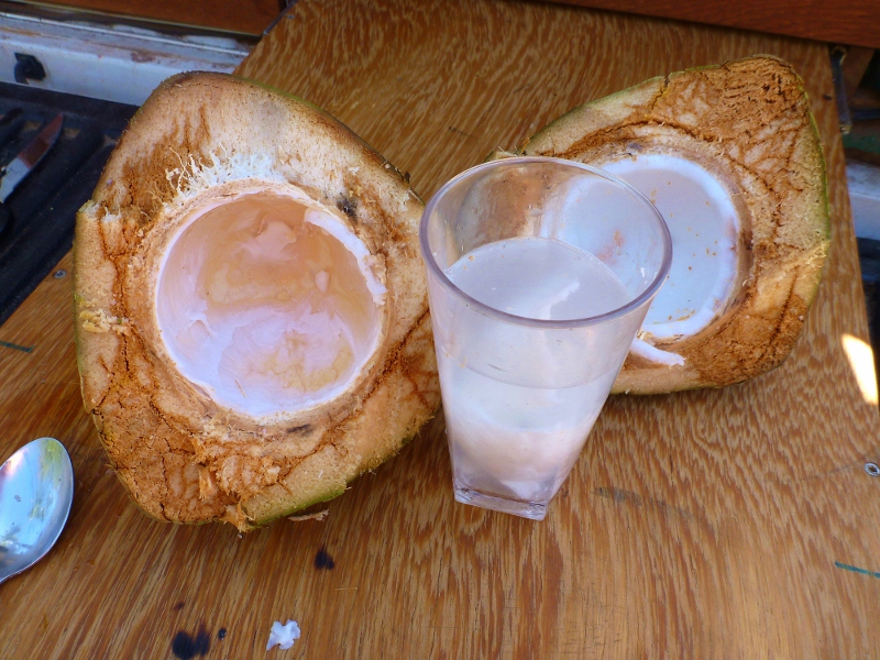 Coconut at Airlie Beach