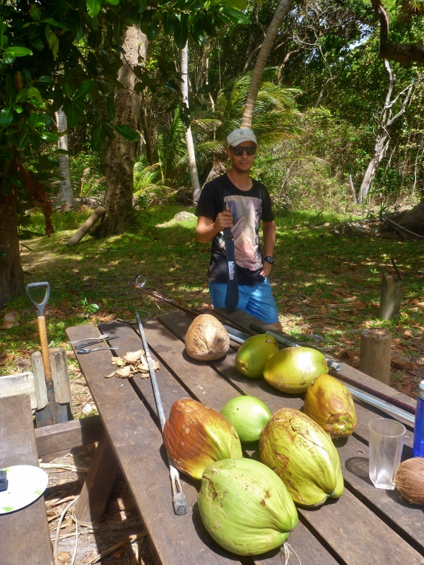 coconuts at chili beach