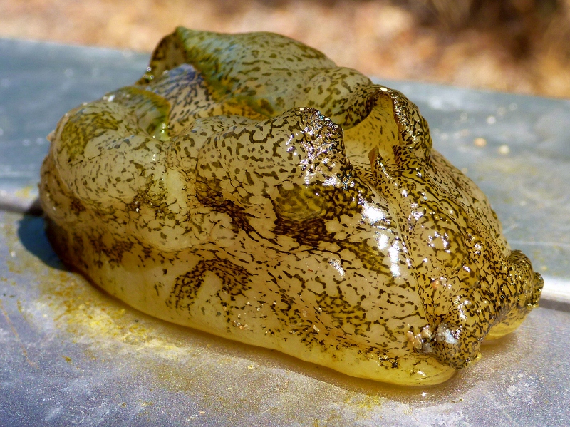 found washed up on beach at cape meliville