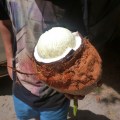 sprouted coconut