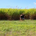 Sugar cane – we’re in Queensland