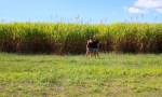 Sugar cane - we're in Queensland