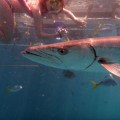 barracuda great barrier reef