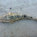 big flathead bribie island