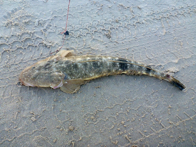 big flathead bribie island