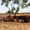 cattle on new dixie road