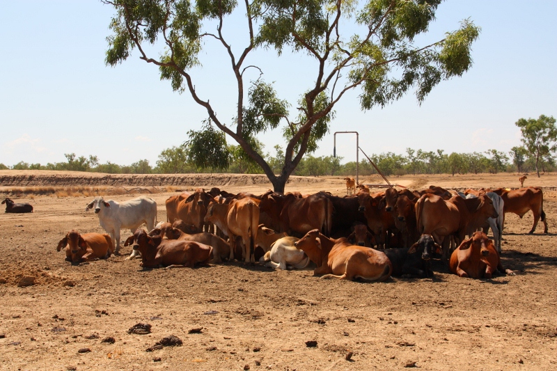 cattle on new dixie road