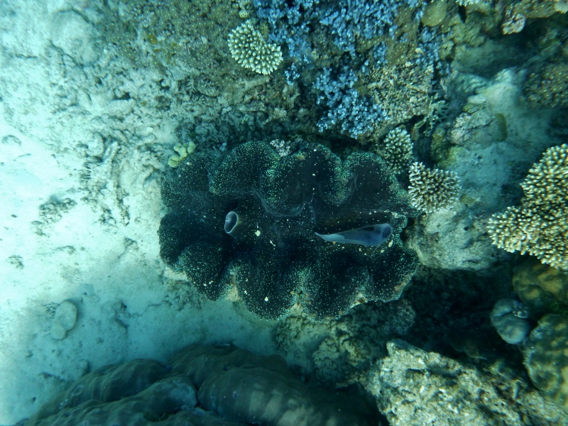 giant clam