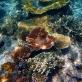 great barrier reef
