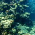 great barrier reef