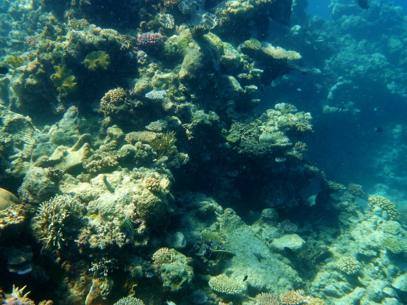 great barrier reef