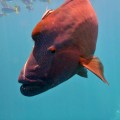 humphead maori wrasse
