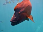 humphead maori wrasse