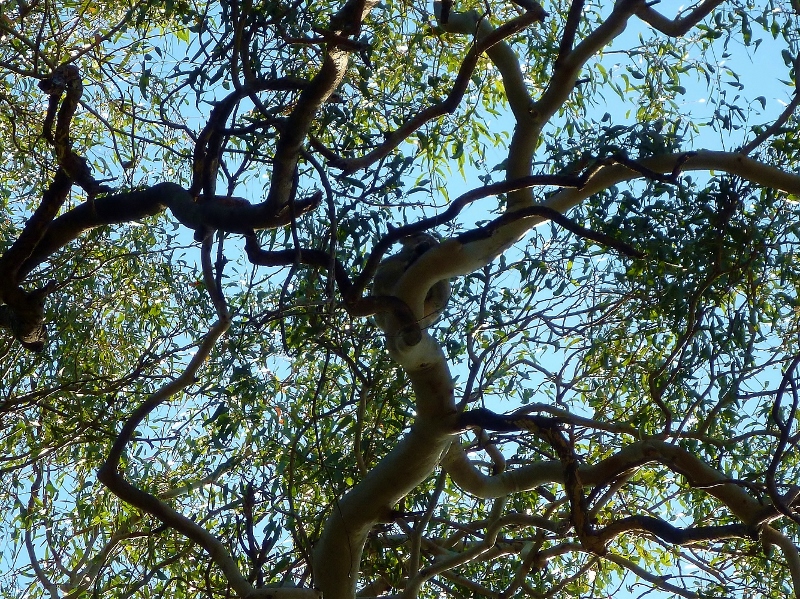 noosa national park koala