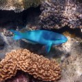 parrot fish