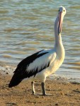 pelican at karumba