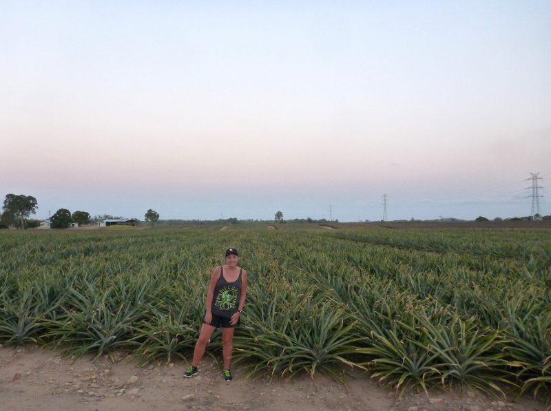 pineapple plantations near balgal beach queensland