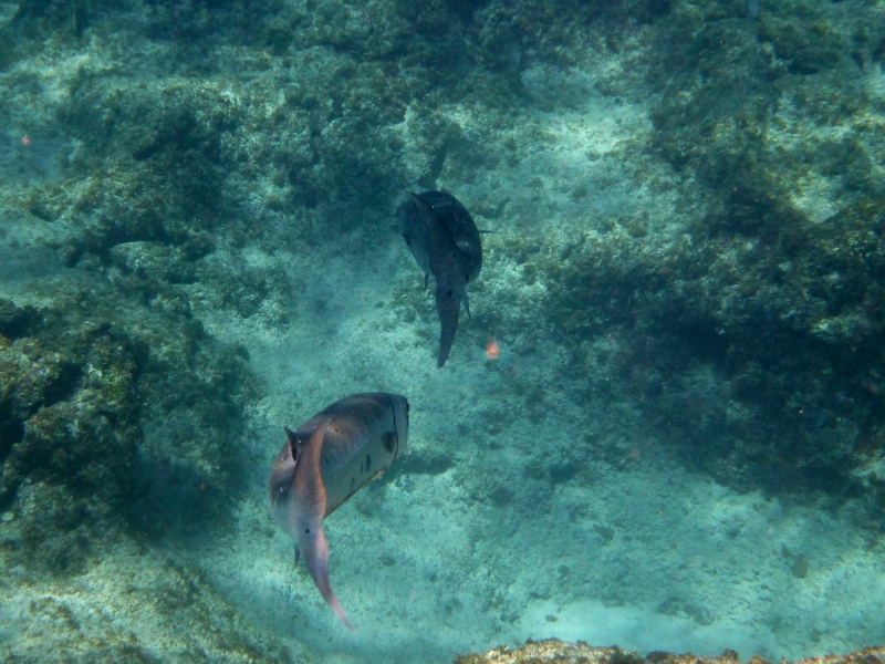 barracudas cayman island