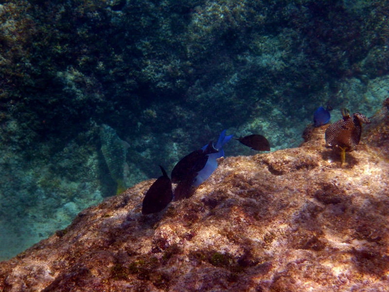 snorkelling cayman island