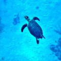 turtle cayman island