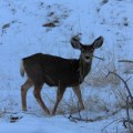 Baby deer, Zion National Park